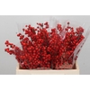 Ilex Verticillata Red