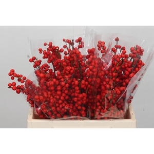 Ilex Rood