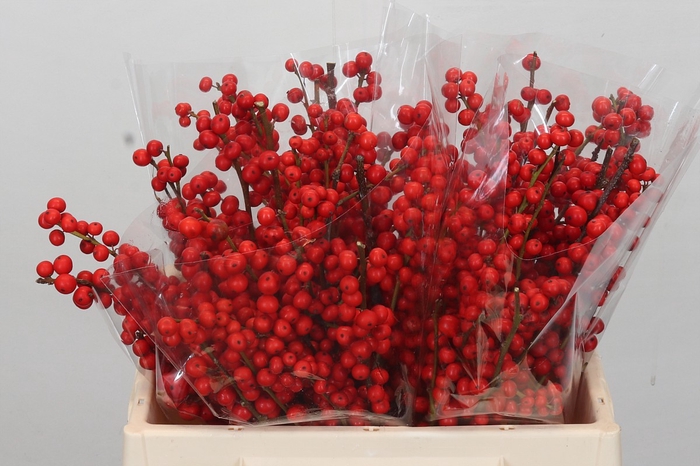 <h4>Ilex Verticillata Red</h4>