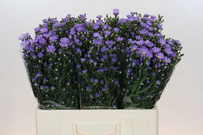 <h4>Aster Cassandra</h4>