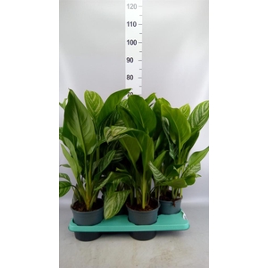 Aglaonema GB 'Stripes'