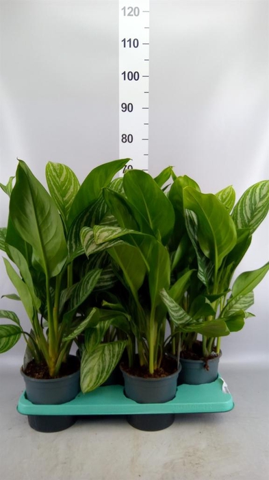 <h4>Aglaonema GB 'Stripes'</h4>
