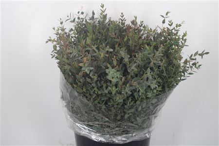 <h4>Euc Parvifolia Short Per Bunch 400 Gram</h4>