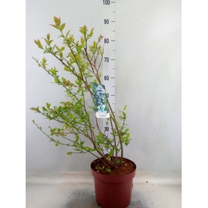 Vaccinium corymbos.