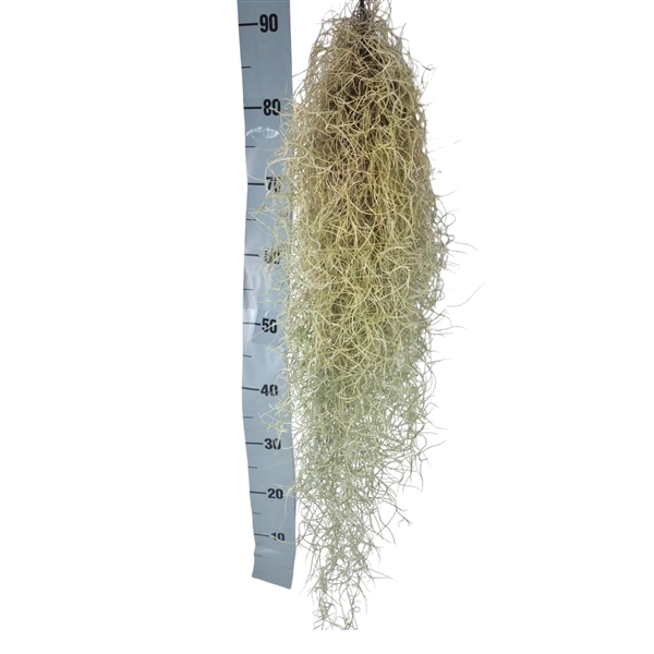 <h4>Tillandsia usneoides grey XL</h4>