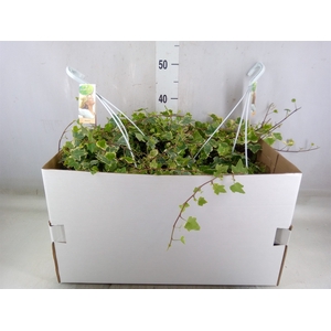 Hedera helix 'White Wonder'