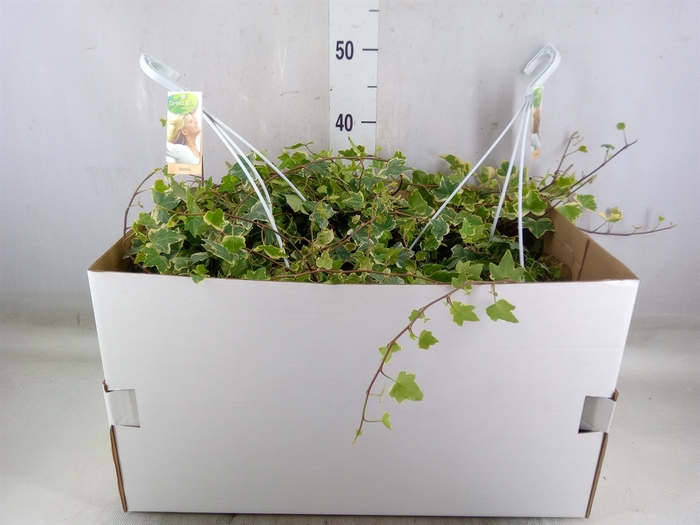 <h4>Hedera helix 'White Wonder'</h4>