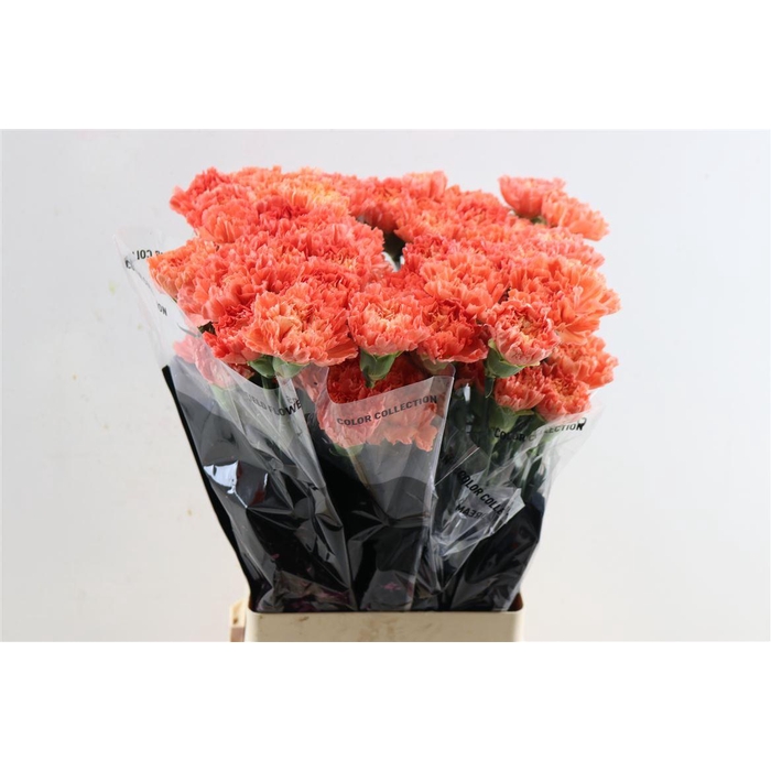 <h4>Di St Orange Hermes</h4>