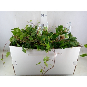 Hedera helix 'Pittsburgh'