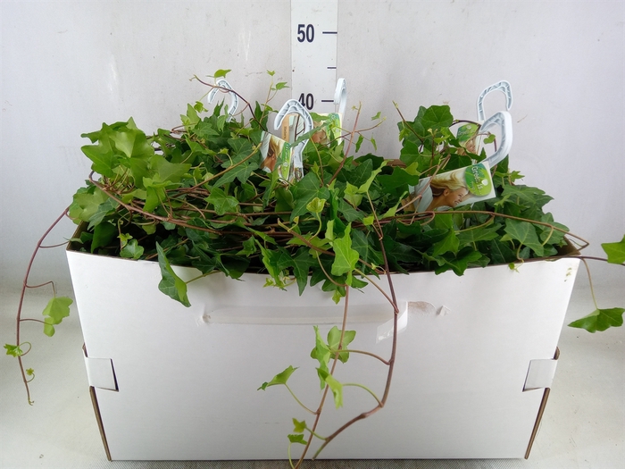 <h4>Hedera helix 'Pittsburgh'</h4>