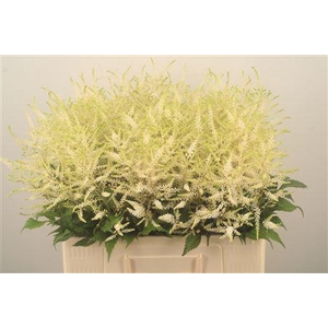 Astilbe Wasingthon White