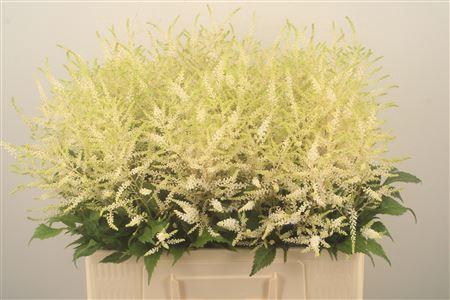<h4>Astilbe Wasingthon White</h4>