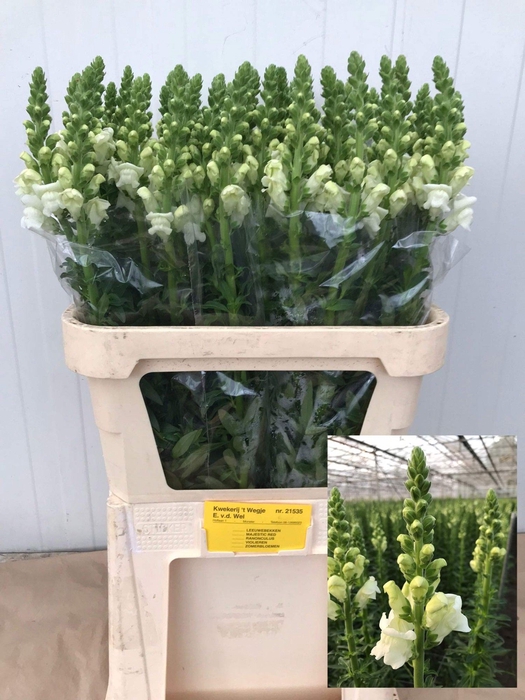 <h4>ANTIR POTO IVORY WH</h4>