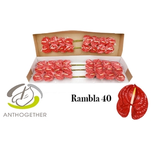 ANTH A RAMBLA 40 smart pack