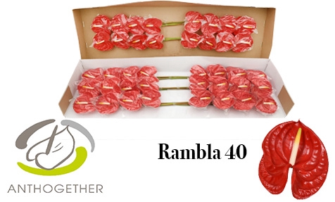 ANTH A RAMBLA 40 smart pack
