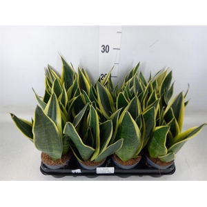 Sansevieria trifa.   ...