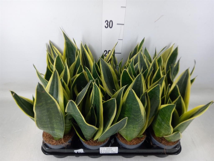 <h4>Sansevieria trifa.   ...</h4>