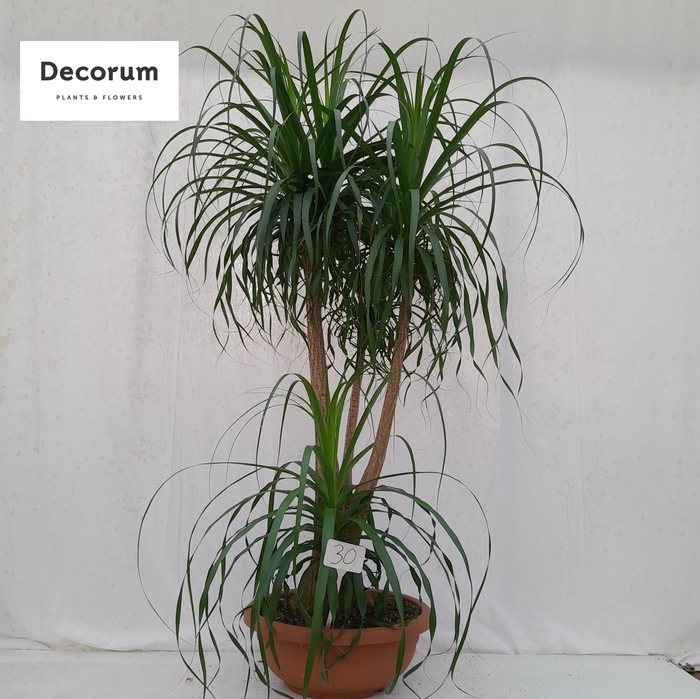 <h4>Beaucarnea vertakt op nummer 30</h4>