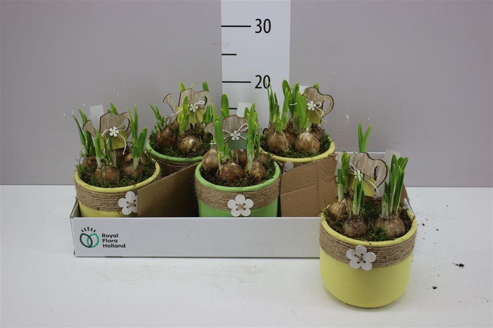 <h4>Arr Narcissus In Keramiek</h4>