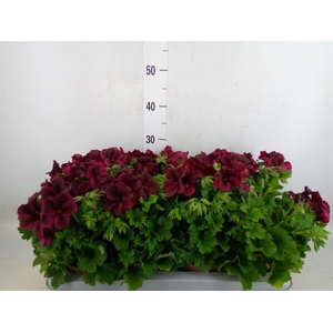 Pelargonium gran. 'Regalia Chocola'