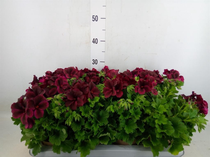 <h4>Pelargonium gran. 'Regalia Chocola'</h4>