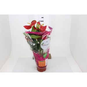 ANTHURIUM DAKOTA P17