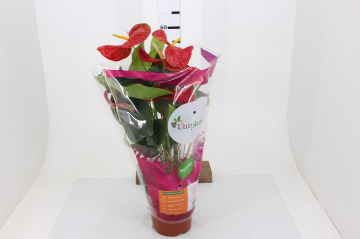 ANTHURIUM DAKOTA P17