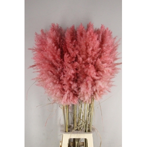 DF Pampas 115cm Light Pink