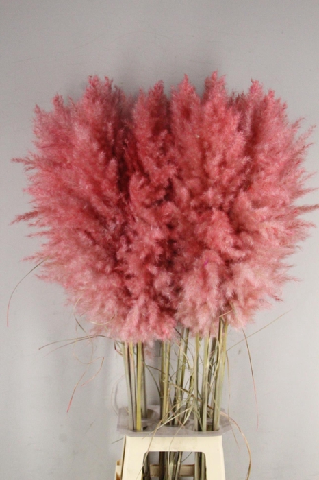 <h4>DF Pampas 115cm Light Pink</h4>