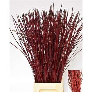 T Cornus Alba Sibirica