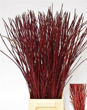 <h4>T Cornus Alba Sibirica</h4>