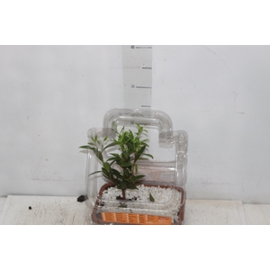 BONSAI FRUTA VASO PLASTICO 1.1L