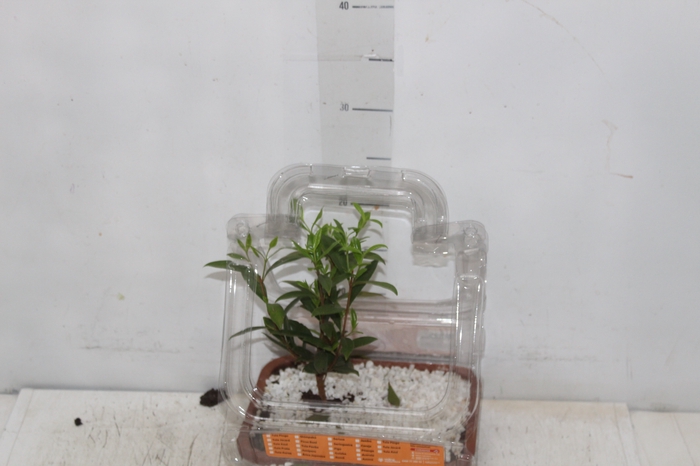 <h4>BONSAI FRUTA VASO PLASTICO 1.1L</h4>