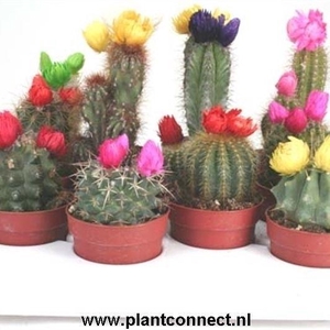 111 Sier (droogbloem) 6,5 cm