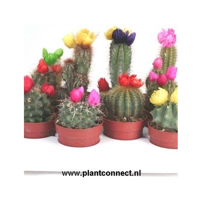 <h4>111 Sier (droogbloem) 6,5 cm</h4>