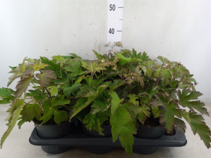 <h4>Anemone hupeh.</h4>