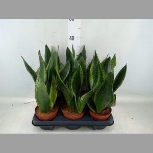 Sansevieria trifa.   ...