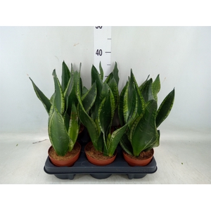 Sansevieria trifa.   ...