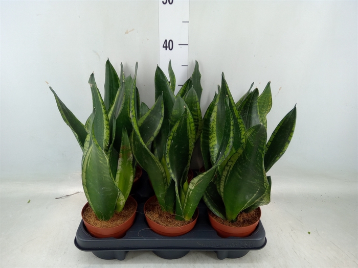 <h4>Sansevieria trifa.   ...</h4>