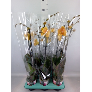 Phalaenopsis   ...