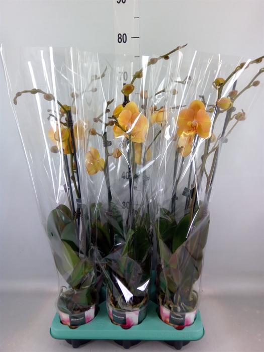 <h4>Phalaenopsis   ...</h4>
