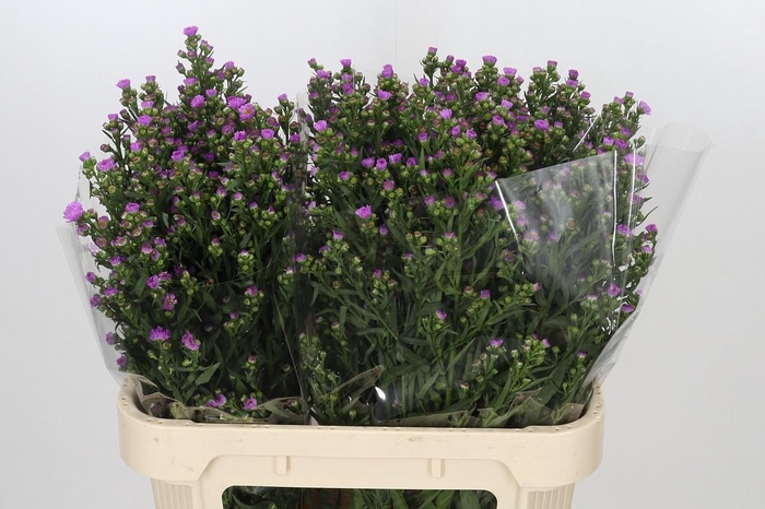 <h4>Aster Painted Lady</h4>