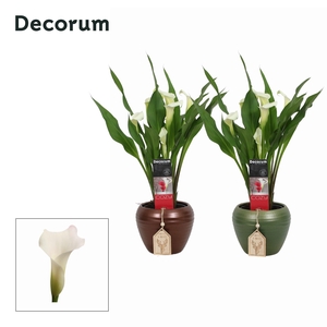 Zantedeschia (Calla) Wit in Ompot Melanie KERST (Decorum)