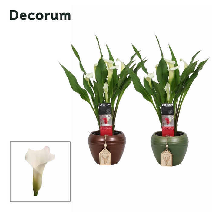<h4>Zantedeschia (Calla) Wit in Ompot Melanie KERST (Decorum)</h4>