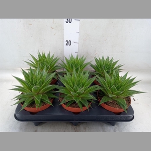 Aloe aristata 'Gladiator Rock'