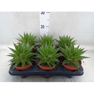 Aloe aristata 'Gladiator Rock'