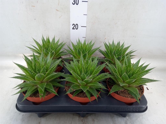 <h4>Aloe aristata 'Gladiator Rock'</h4>