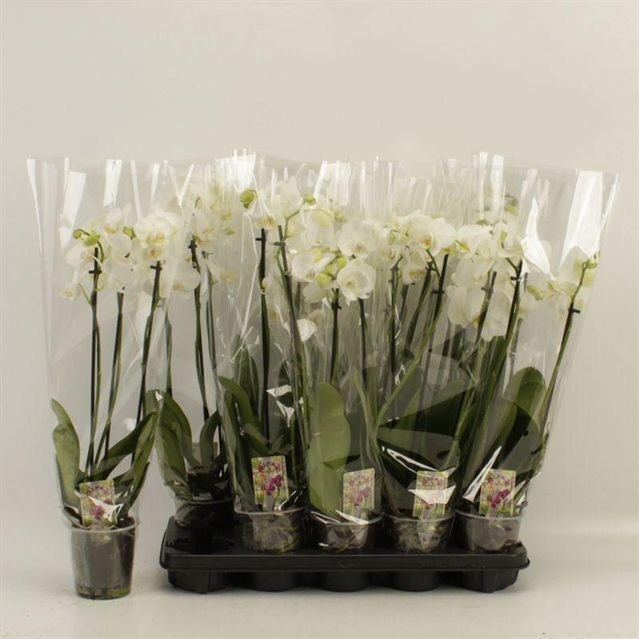 <h4>PHAL OV WIT</h4>