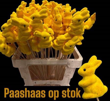 <h4>Bijsteker Haas Geel X20</h4>