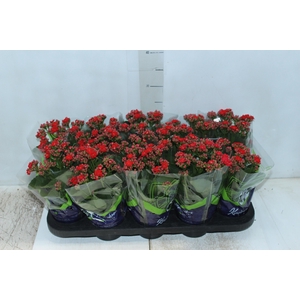 KALANCHOE DOBRADO P11 VERMELHO